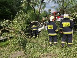 W Ślemieniu drzewo spadło na samochód. Cud, że nikomu nic się nie stało ZDJĘCIA