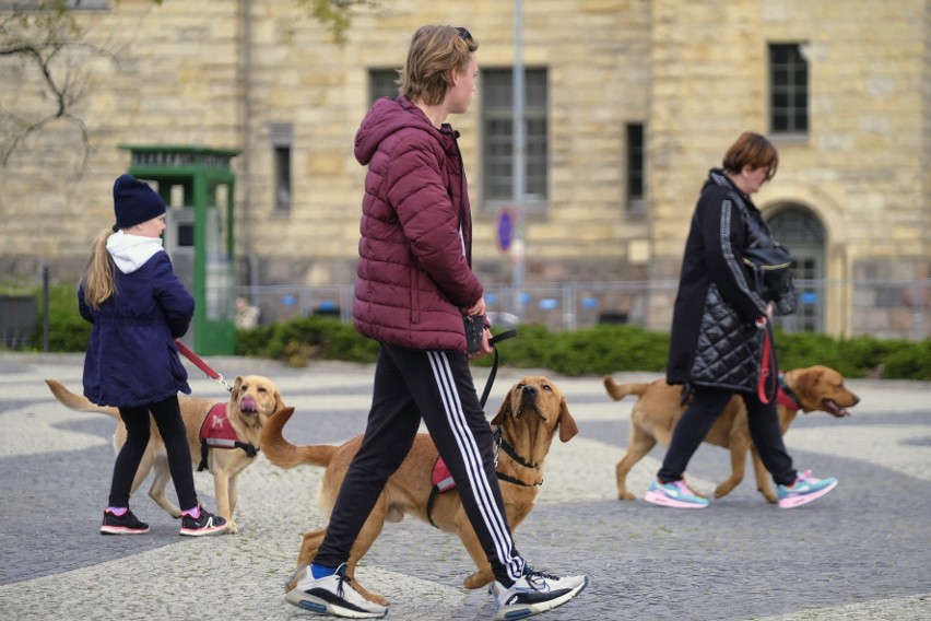 Przyszłe psy asystujące przeszły ulicami Poznania....