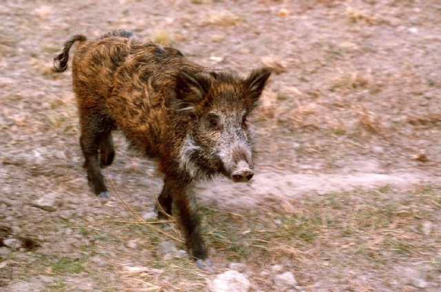 Afrykański pomór świń stwierdzono u kolejnych dzików