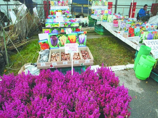 Jesienne Targi Ogrodnicze w Szepietowie. Chętnie kupowaliśmy iglaki, chryzantemy, wrzosy.