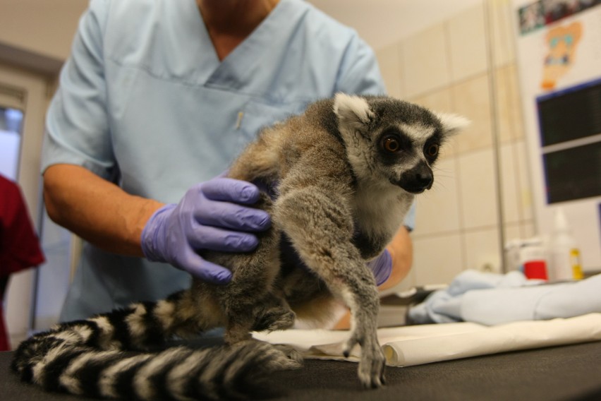Lemur Julian ma problemy z dyskiem