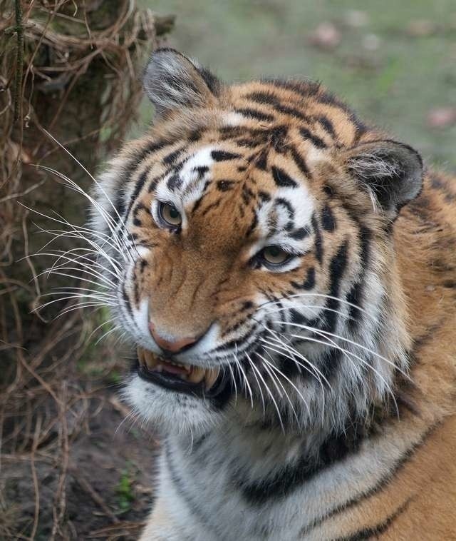 Nie żyje tygrys amurski, który trafił do zoo w Myślęcinku w...