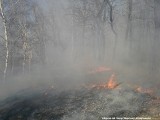 Lasy znów mogą zostać zamknięte. Tym razem przez susze. W lasach katowickiej dyrekcji panuje III stopień zagrożenia pożarowego