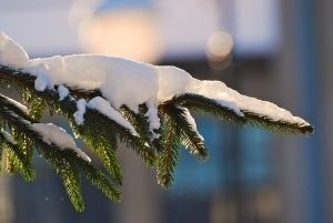 Akcja "Choinka", czyli leśnicy w służbie drzewek