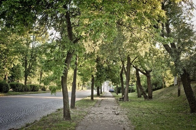 Tą piękną alejką przy ul. Wojska Polskiego będzie można nadal spacerować. Drzewa nie zostaną wycięte. A przynajmniej nie zaplanowanych 25 z nich.