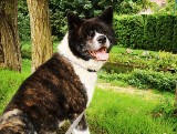 Haczi szuka nowego domu. Sześcioletni pies rasy Akita lubi spacery i uwielbia podróże samochodem