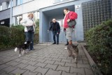 Darcie kotów o koty na wrocławskich Popowicach