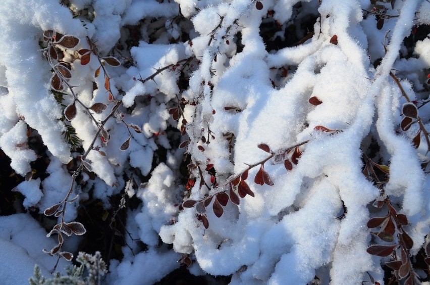 Zima w Szczyrku Salmopolu już na całego. W górach śnieg i ujemna temperatura ZDJĘCIA