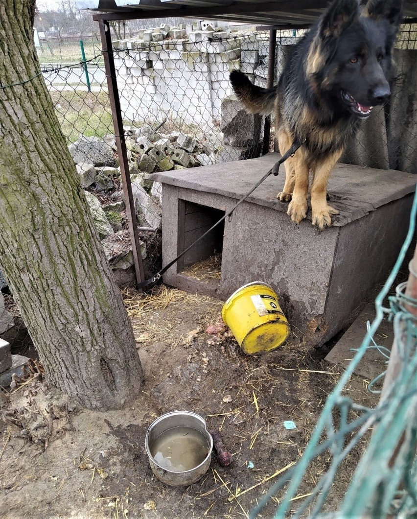 Pies jest najlepszym przyjacielem człowieka. Za okazane...