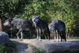 Francja:  Dziewięć wilków uciekło z zagrody w zoo w Trois Vallées. W tym czasie byli tam zwiedzający