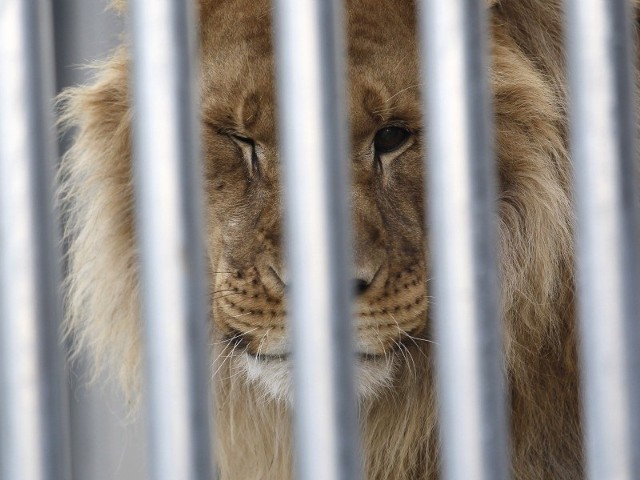 Pomysł na zoo w Rzeszowie jest. Teraz potrzebne są pieniądze.