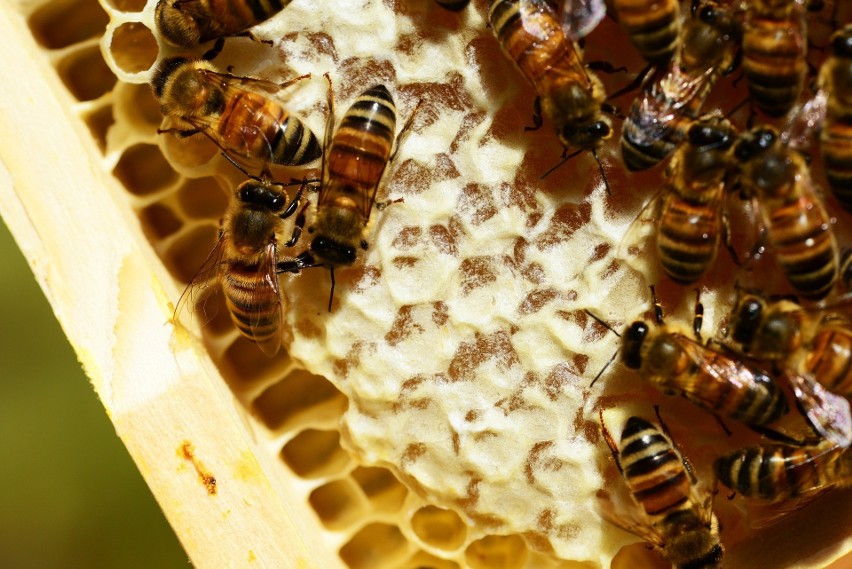 Zaklep to materiał wykorzystywany przez pszczoły do...