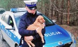 Ktoś bezduszny w Nisku porzucił w lesie psa w worku! Zwierzęciu pomogli policjanci. Zobacz zdjęcia