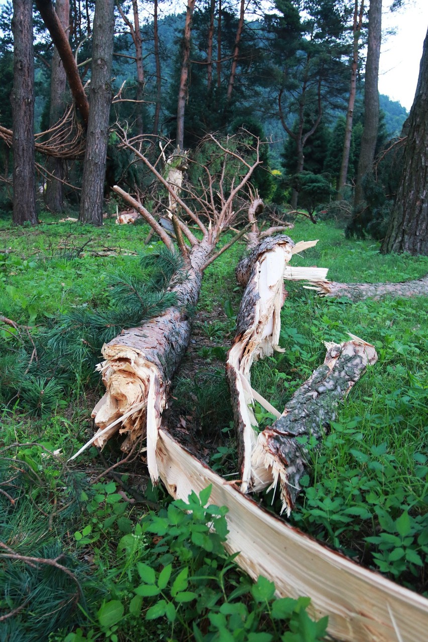 Piwniczna. 40 sekund horroru. Dobę po katakliźmie zniszczony las przeraża [ZDJĘCIA]