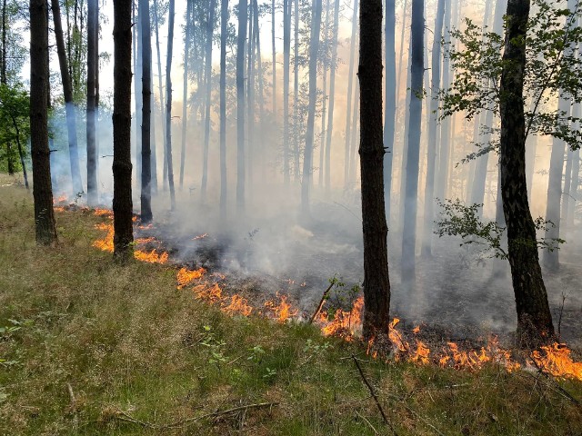 Do pożaru lasu doszło w sobotnie popołudnie w okolicach miejscowości Stawno w powiecie drawskim.
