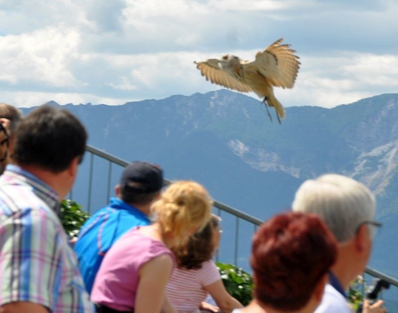 Austria. Niezwykły pokaz ptasich lotów na zamku w Landskron