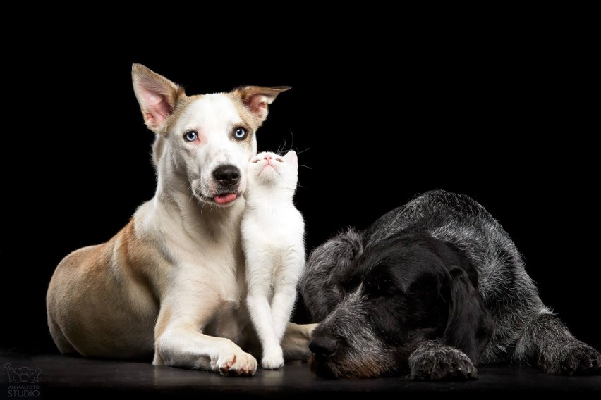 Galeria zdjęć czworonogów wykonana przez Animal Foto Studio Kamil Czyżewski