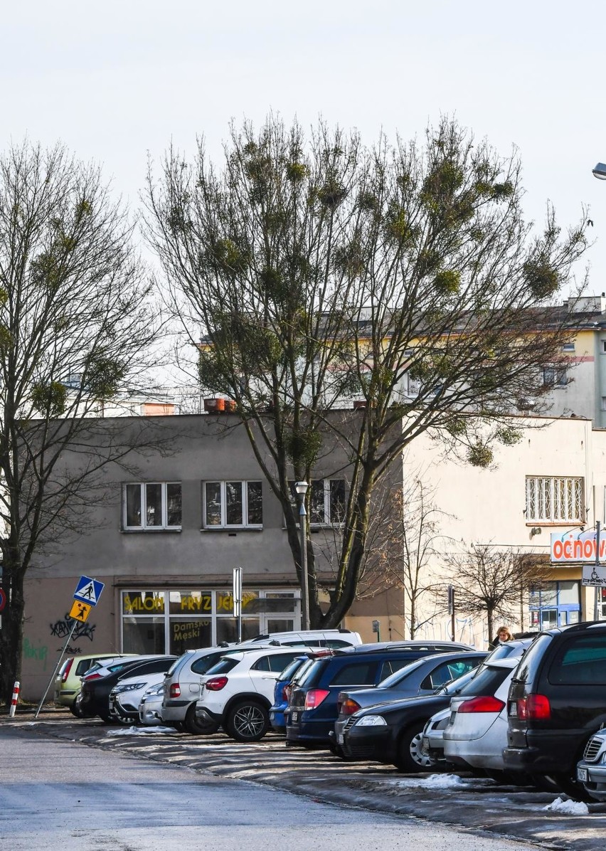 Jemioła zaatakowała drzewa na Kapuściskach w Bydgoszczy.