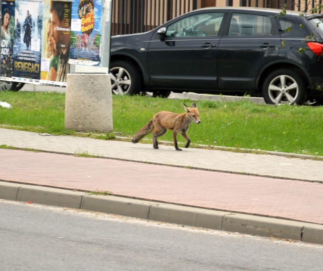 Młody lisek na chodniku przy ulicy Popiełuszki, naprzeciw komendy policji czekał na przejście przez ulicę