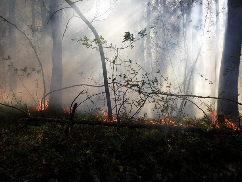 Pożar lasu w Czernej. Grasuje podpalacz? [ZDJĘCIA]