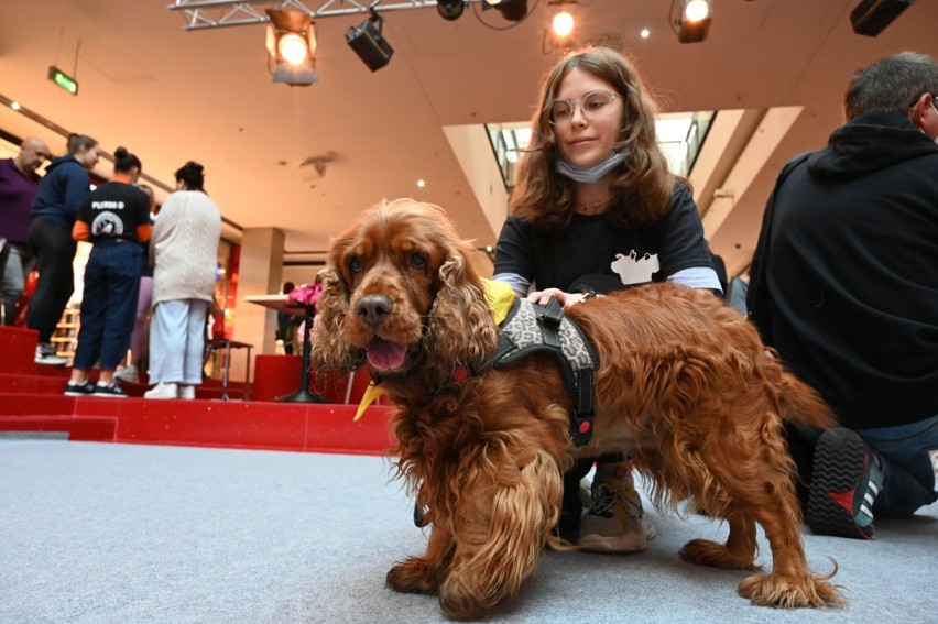 Zwierzaki opanowały Galerię Echo w Kielcach! Były prezentacje psów i konkursy z nagrodami [WIDEO, ZDJĘCIA]