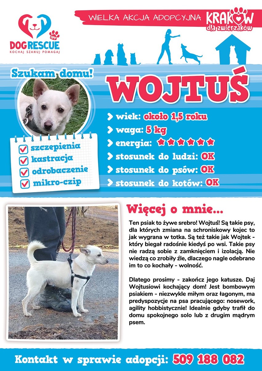 Akcja adopcji psów w Krakowie. "Przyjdźcie, pokochajcie i dajcie dom psiakowi"! 