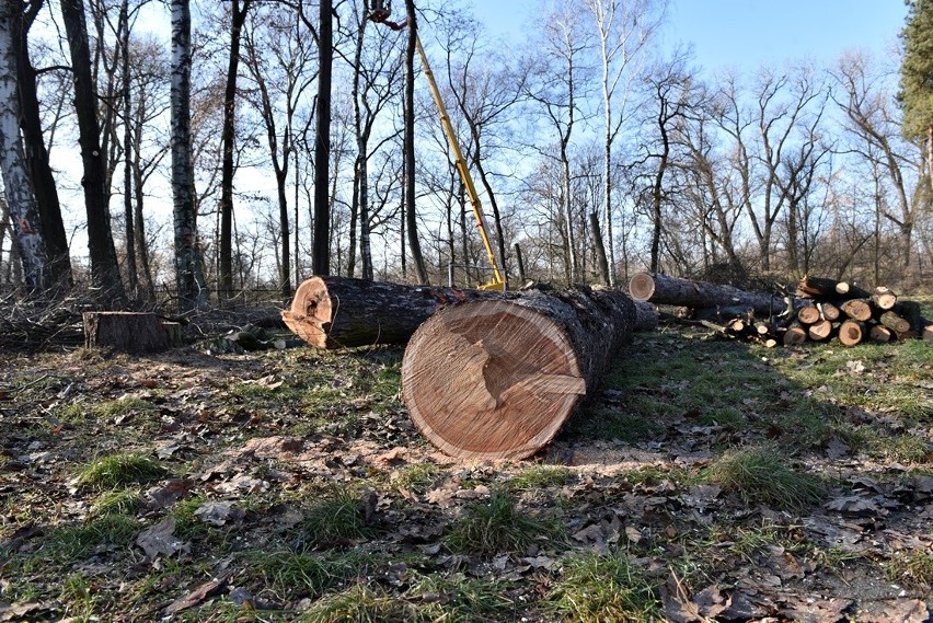 Nowy Sącz. Ruszyła wycinka drzew w parku Strzeleckim. Pod topór idzie ponad 700