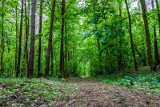 Zagrożenie pożarowe w wielkopolskich lasach. Najmniejsza iskra może wywołać ogień