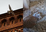 W gnieździe na Uniwersytecie Pomorskim w Słupsku wykluły się cztery pustułki. Ich życie można podglądać na żywo