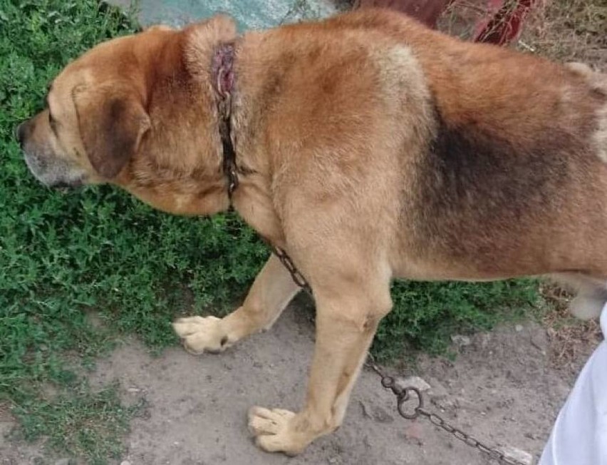 Pies z wrośniętym łańcuchem w szyję w podmalborskiej wsi. Stowarzyszenie Reks i właściciel psa chcą złożyć zawiadomienie na policji