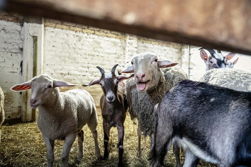 Rolnicy. Podlasie. Nowi mieszkańcy Rancza w Laszkach. Na gospodarstwie Emilki pojawiły się kozy saaneńskie. Będzie rzeka mleka!