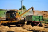 Śledczy na tropie importu zbóż z Ukrainy. "Mechanizm ewidentnego przestępstwa"