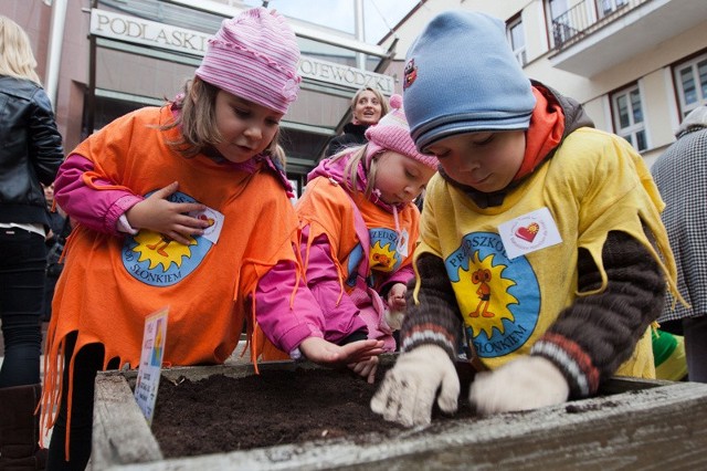 Dzieci z Przedszkola Pod Słonkiem pomogły zasadzić przed urzędem kilkadziesiąt cebulek żonkili.