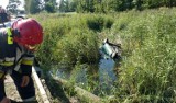 W Tarnobrzegu samochód dachował w kanale z wodą. Kobieta zdołała się wydostać!