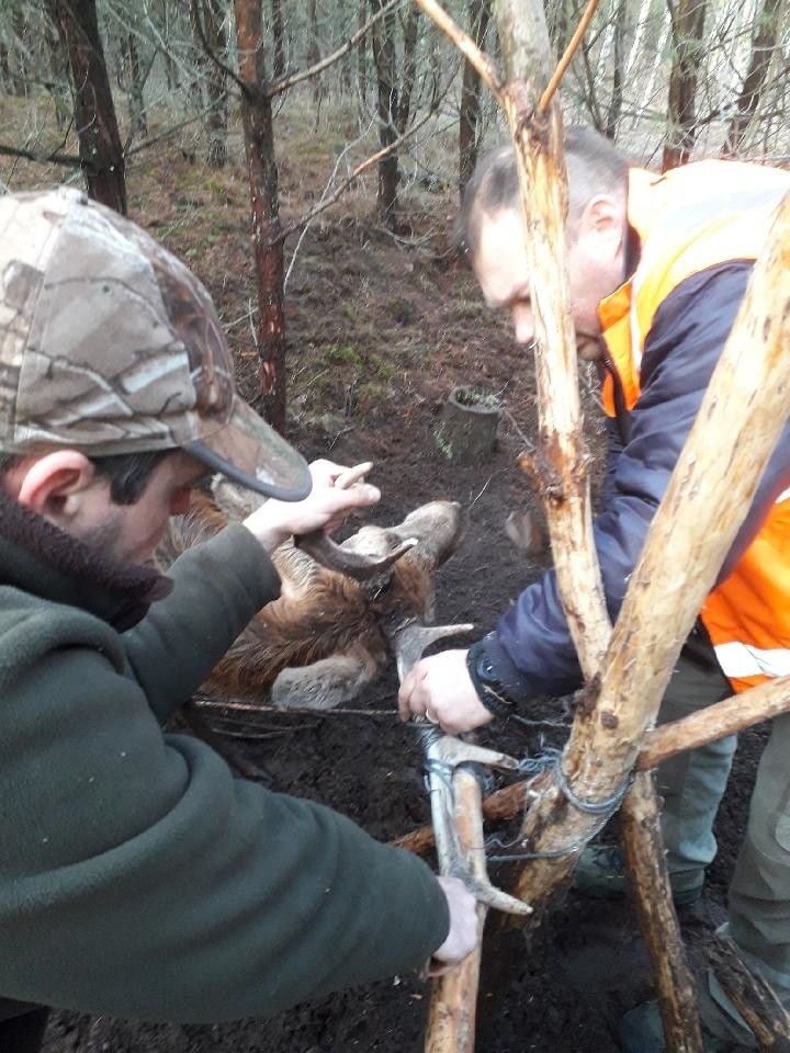 Reanimowali jelenia, który miał atak serca. Zwierzę po godzinie odzyskało przytomność