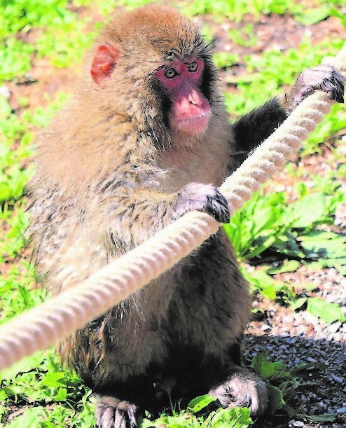 Gang makaków z Affenbergu. Jesienna podróż po Karyntii