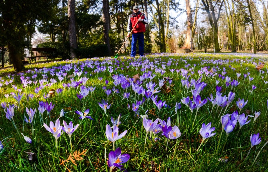 20 marca 2017: wiosna od dziś. Natura już to wie!