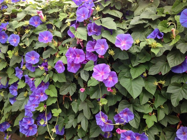 WilecWilce mają duże, lejkowate kwiaty osadzone na długich szypułkach, które najczęściej są purpurowofioletowe.