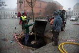 Toruń. Więcej drzew na Rynku Nowomiejskim. Tak to wygląda na zdjęciach