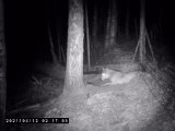 Wilki zaatakowały stado danieli w Chośnicy w powiecie bytowskim. Rozszarpały 20 zwierząt [ZDJĘCIA, WIDEO]