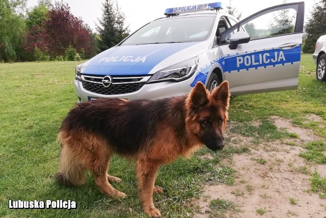 Sulęciński policjant zaopiekował się psem