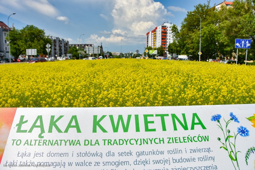 Tegoroczne łąki kwietne w Białymstoku