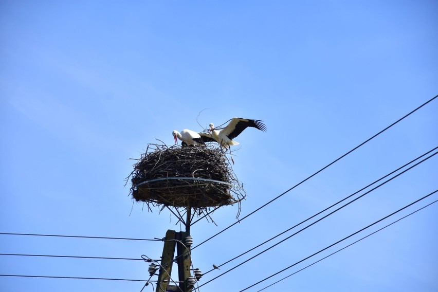 Mówi się, że powrót bocianów to oznaka rychło nadchodzącej...