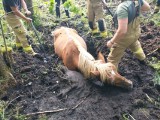 Koń utknął w bagnie. Na ratunek pospieszyli mu strażacy ze Szwecji i Wałcza 