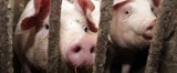 Epidemia świńskiej grypy. Podkarpacie przygotowuje się do walki ze śmiertelnym wirusem