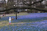 Najpiękniejsze miejsce w Łodzi - modry park im. bp. Klepacza. Kwitną cebulice