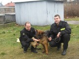 Policyjny pies Ares pomógł w zatrzymaniu włamywaczki w Żywcu
