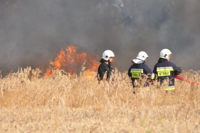 Pożar w Starym Widzimiu: Spłonęło 6 hektarów pola z pszenicą