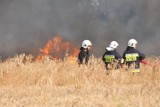 Pożar w Starym Widzimiu: Spłonęło 6 hektarów pola z pszenicą [ZDJĘCIA]