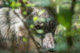 Cztery wilki polowały na jelenie w samym środku wsi Buśnia! Urząd Gminy Warlubie wydał ostrzeżenie dotyczące wilków